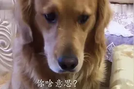 金毛想吃肉条，跟主人沟通半天，主人听不懂，气的拉个大脸翻白眼视频封面