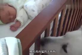 狗狗的反应为什么那么有爱，宝宝是和狗狗一起长大的，太暖心了视频封面