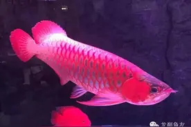 红龙饲养，灯具如何选择？图片