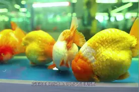 极品熊猫蝶尾斩获中国世界金鱼大赛冠军，如今市场拍卖价好几万视频封面