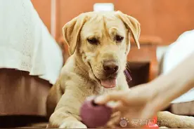 狗狗十种禁吃的食物图片