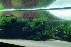葡萄牙里斯本水族馆40米巨型草缸，天野尚大师的作品视频封面