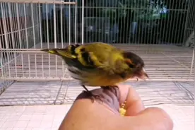 黄雀鸟驯养的越来越乖啦，养鸟是一种文化，训练鸟更是一项技术