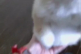 十只柯基的超狂活动力，主人都招架不住了！