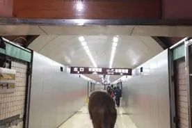 张家界猴子搭天梯上下山遭围观，网友惊呼：“已成精！”图片