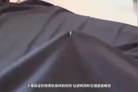 貓為什麼喜歡跑到床上和人一起睡？今天可算知道了