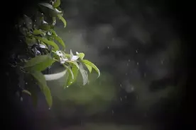 夜听｜君子生于深谷，不以无人而不芳图片