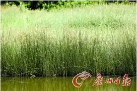 东莞名字来历纷争再起 非草非木源自山东？图片