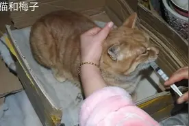 流浪猫小瘸瘸突然瘫痪了，经过一周的喂药锻炼终于好了许多视频封面