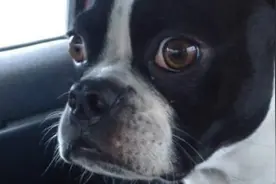 波士顿梗冒充山羊和海豚视频封面