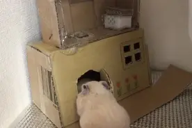 终于给小仓鼠建造了一个新家，再也不担心仓鼠妈妈吃宝宝了