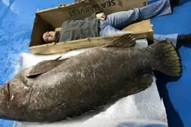 巨型石斑鱼比人还高 重约400斤能卖4万多元视频封面