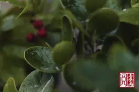 阅青岛丨初雪降视频封面