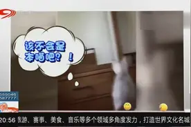 猫咪也会照镜子，还不停自我欣赏——原来我这么美！视频封面
