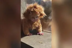 宝宝假扮狮子到动物园玩耍，真狮子信以为真