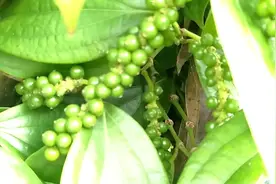 海南胡椒是怎么生长的