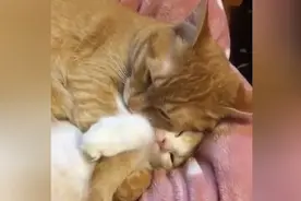 猫妈妈哄猫宝宝睡觉，用整个身心搂着宝宝，画面太温馨啦视频封面