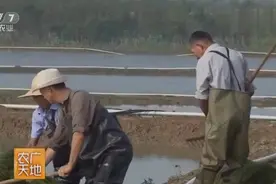 农村瘸腿大叔卖水草一斤60元，一车十几万