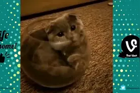 小猫竟然把自己玩进了鱼缸，真的是太萌了