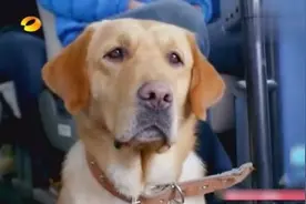 狗狗乘坐车子去各地找失踪的主人，坚持不懈的心，看一次哭一次视频封面