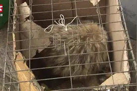 “小狐狸”深夜造访村民家，专家：国家“三有”保护动物貉