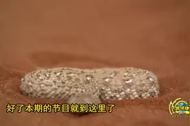 澳居民家马桶自动冲水疑闹鬼 原是4米长蛇作怪视频封面
