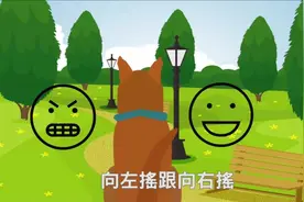 为什么狗狗摇尾巴也会咬人？视频封面