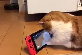 Switch宠物养成游戏《小小伙伴猫猫狗狗》连猫猫都喜欢