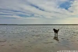王思聪爱犬微博更新，面朝大海“名媛”气质十足图片