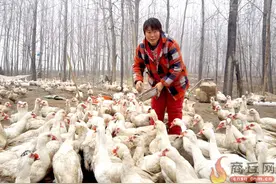 1400多只鸳鸯鸭滞销 把她愁哭了图片