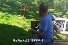 主人生病暴瘦22公斤，重逢时狗狗开始没认出主人，认出后超级激动视频封面