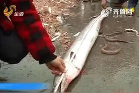 烟台渔民捕获1.86米巨型鳝鱼 重26斤市民直呼罕见图片