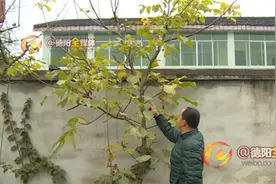 稀奇！核桃树一年两次挂果 毛毛虫可能是功臣图片