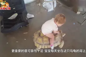脑洞大开的老爸买了一只乌龟，宝宝整天骑着它，连路都不想走了