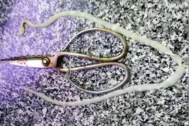 永川一网友刨开鱼肚子后，竟发现一根长达20cm的东东……图片