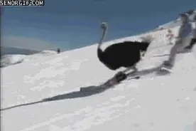 告别美图秀秀！你的滑雪逼格照要这么拍！图片