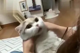 猫咪不肯吃药？这招100%管用，只要你手指够多！视频封面