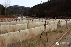 洋县槐树关纯手工红薯粉条，老有名了！图片