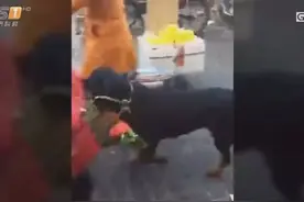 厉害！中山有只神奇狗狗 会帮主人买菜提包图片