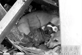 湘潭：废墟里的母爱 狗妈妈用身体护住小狗图片