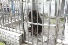 藏獒“漫步” 吓坏路人 民警将其 “请” 进派出所图片