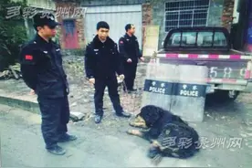 “在逃藏獒”游荡厂区，吓坏了工人 主人已认领图片