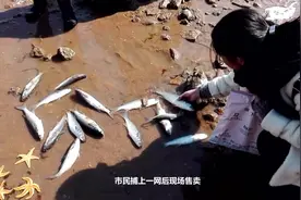 梭鱼扎堆觅食青岛栈桥成鱼场视频封面