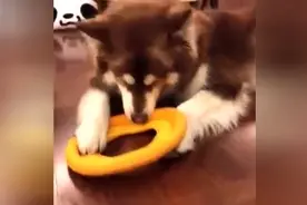 王思聪爱犬王可可玩乐日常！狗生赢家终于不再孤单，有小猫陪了