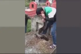 是凶是吉？上坟遇到大蟒蛇爬进棺材！视频封面
