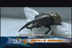 昆虫界的巨无霸“格斗宠物”偷入境 涉嫌违法被扣