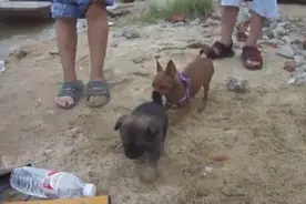 小鹿犬看见比自己小的狗狗是怎样的反应图片