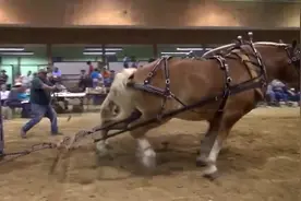 马和牛比拉力，到底谁力气更大视频封面