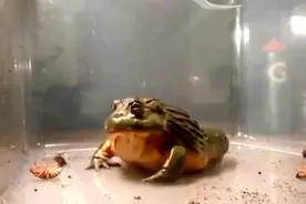 相逢何必曾相食？吃货青蛙，狂吃数10只蟑螂蚯蚓和大老鼠视频封面