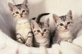 猫妈妈如何照顾新生小猫?图片